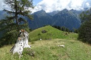 45 Vista sulla verde radura pascoliva del Monte Colle